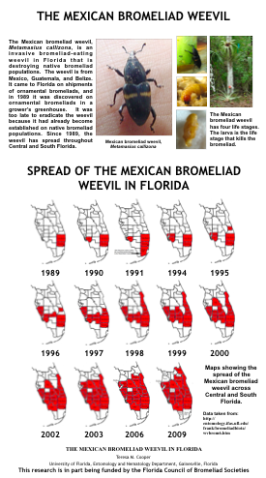 Mexican bromeliad weevil spread