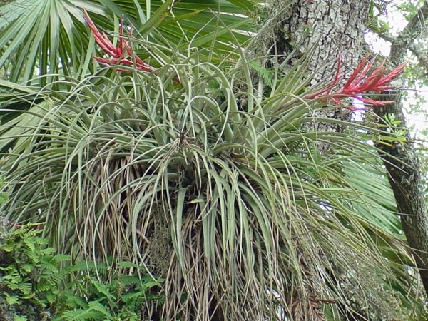 Tillandsia fasciculata