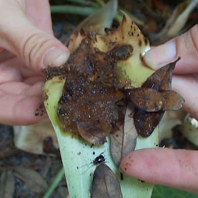gelatinous substance in bromeliad core killed by weevil